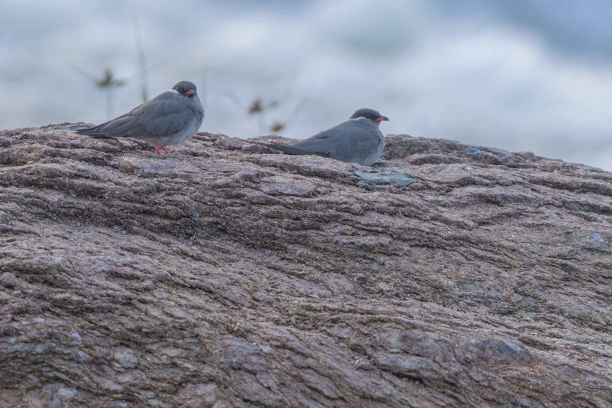 Rock Pratincole (White-naped) - ML642368618