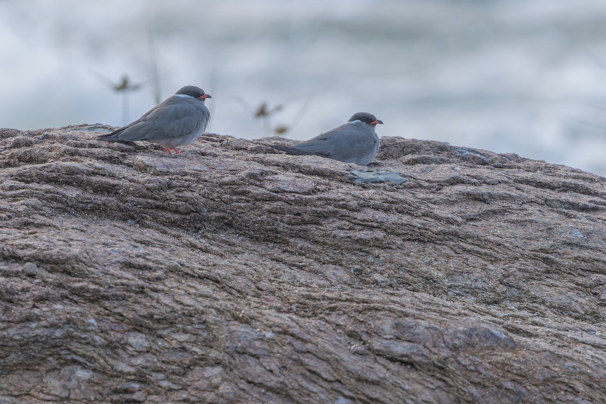 Rock Pratincole (White-naped) - ML642368619