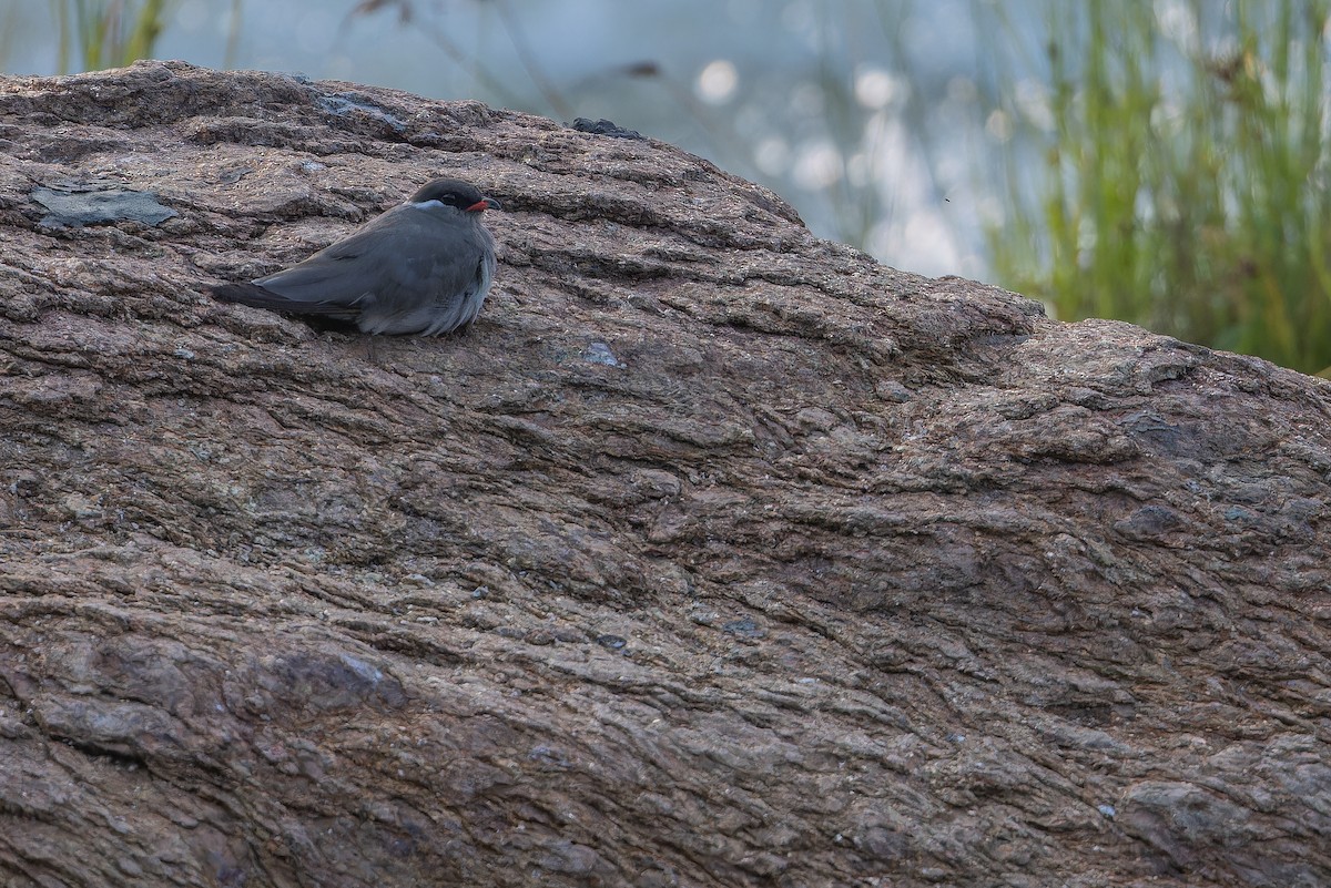 Rock Pratincole (White-naped) - ML642368620