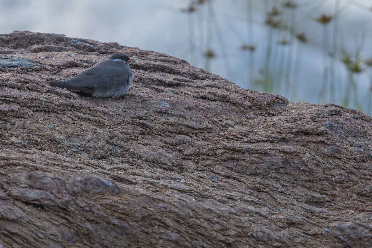 Rock Pratincole (White-naped) - ML642368621