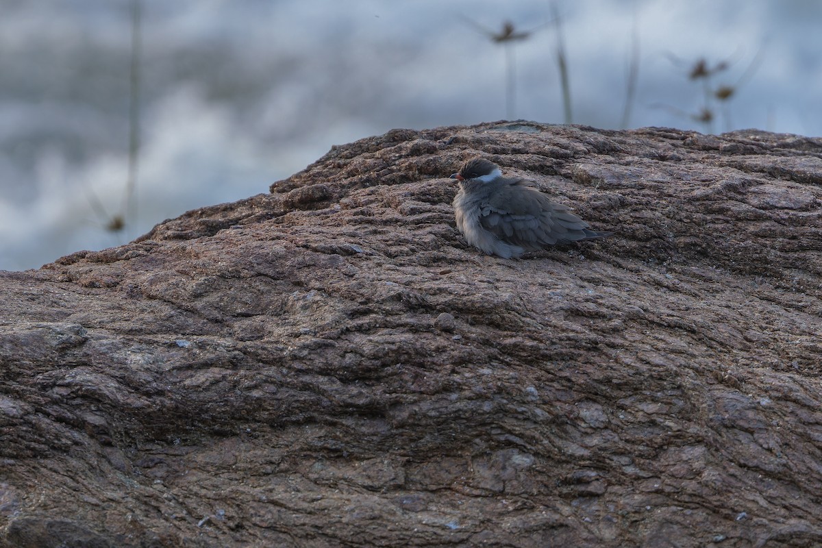 Rock Pratincole (White-naped) - ML642368622