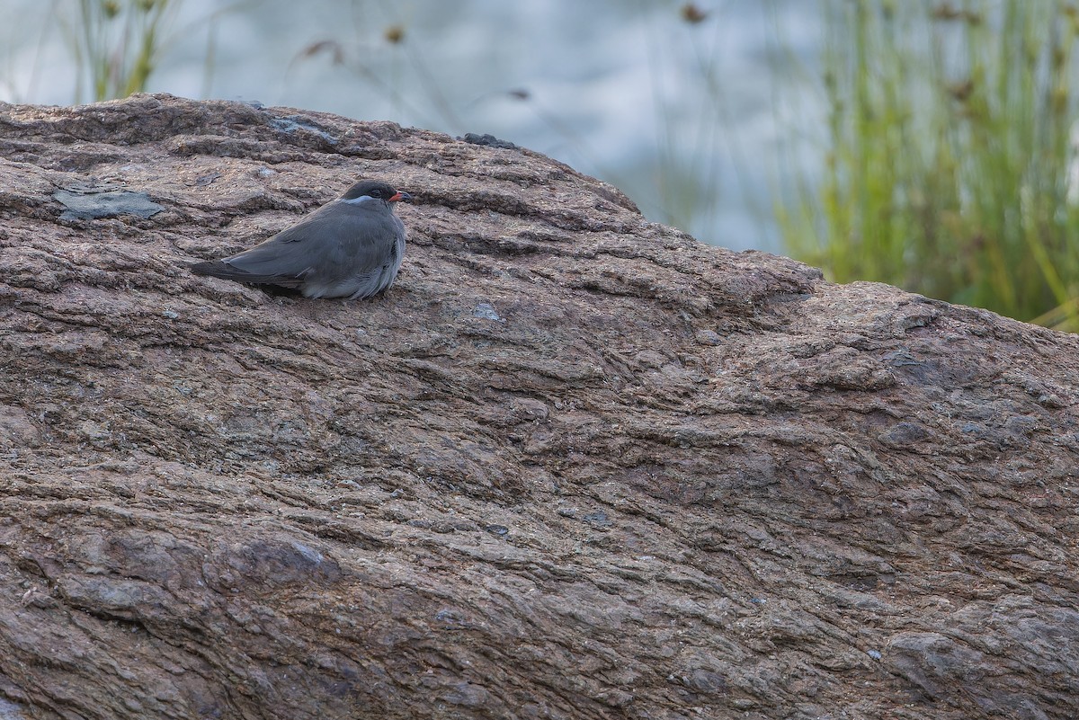 Rock Pratincole (White-naped) - ML642368623
