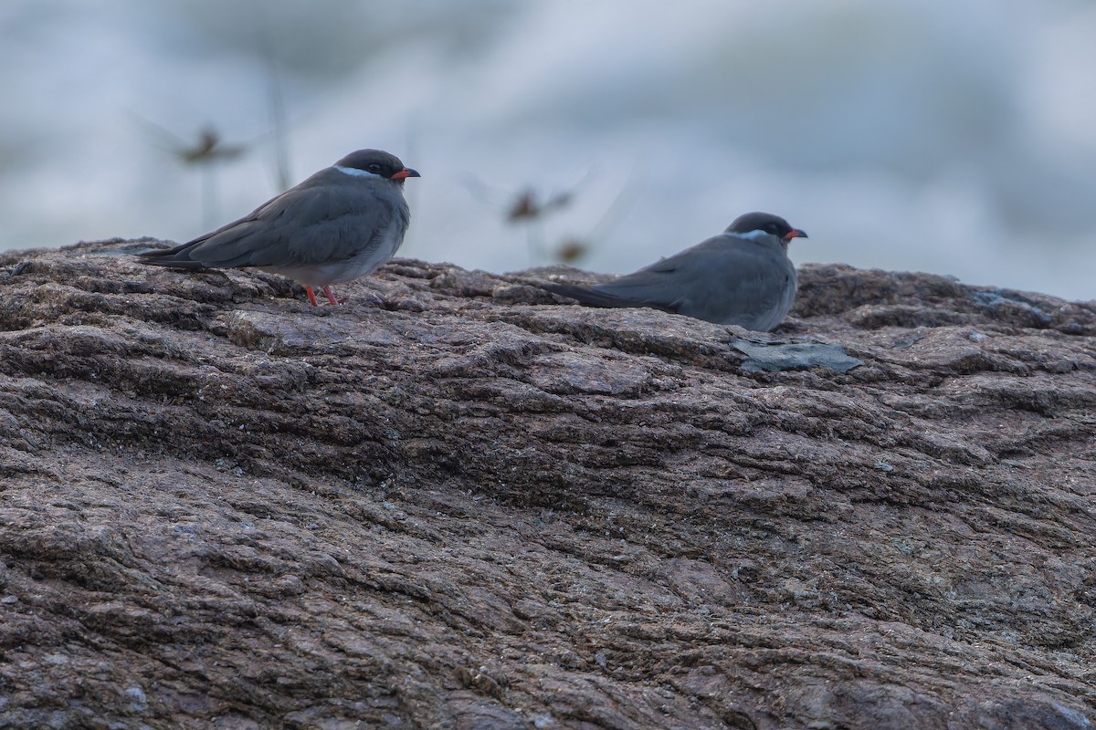 Rock Pratincole (White-naped) - ML642368624