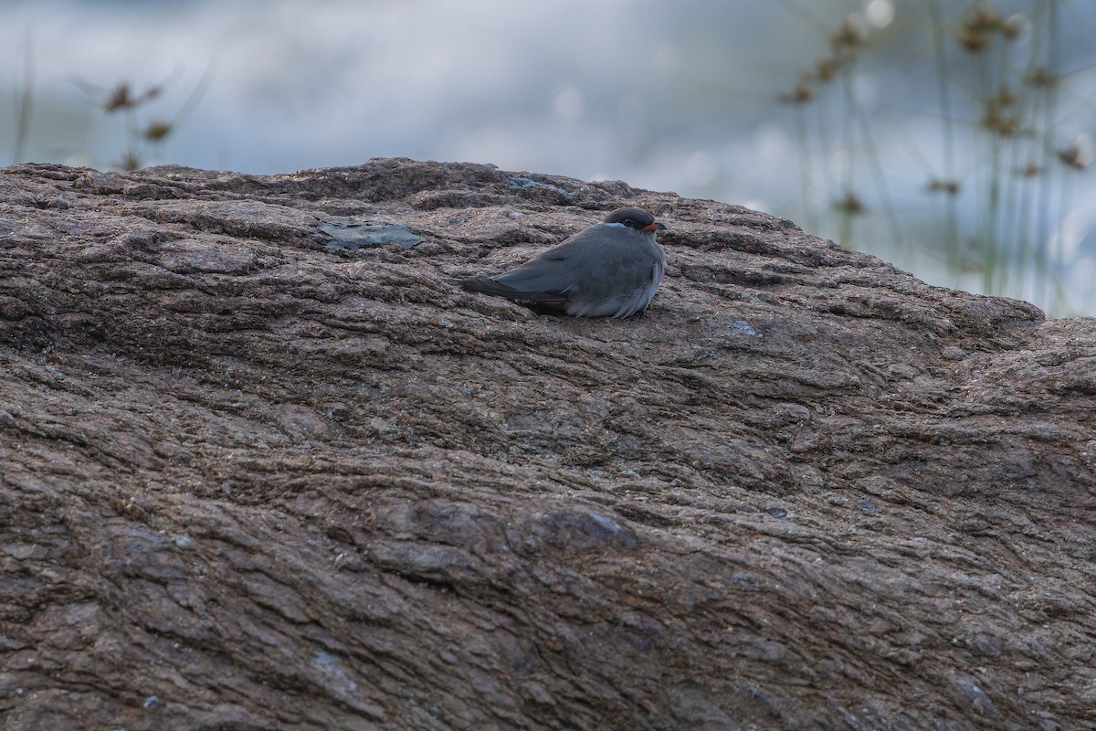 Rock Pratincole (White-naped) - ML642368625