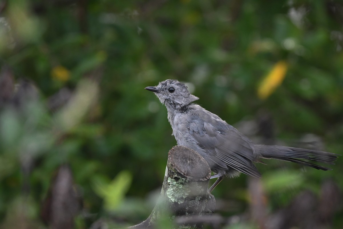 Gray Catbird - ML642368626