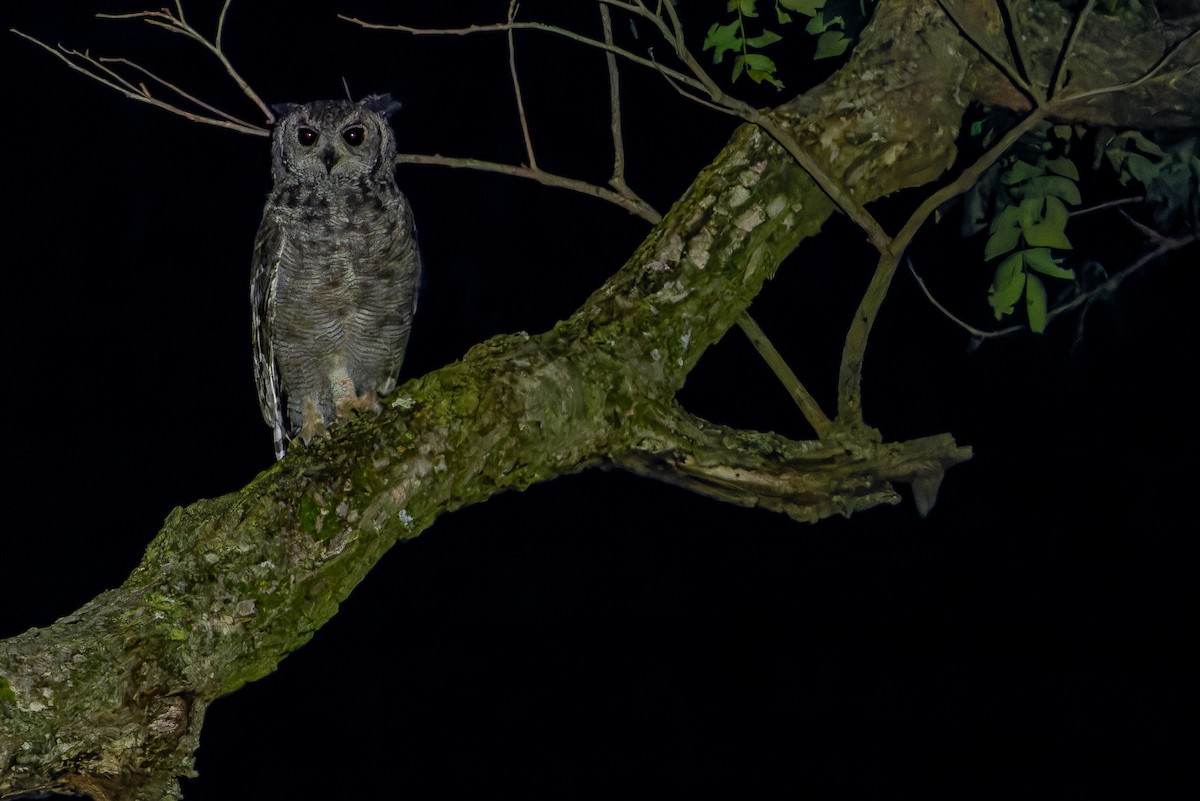 Grayish Eagle-Owl - ML642368628