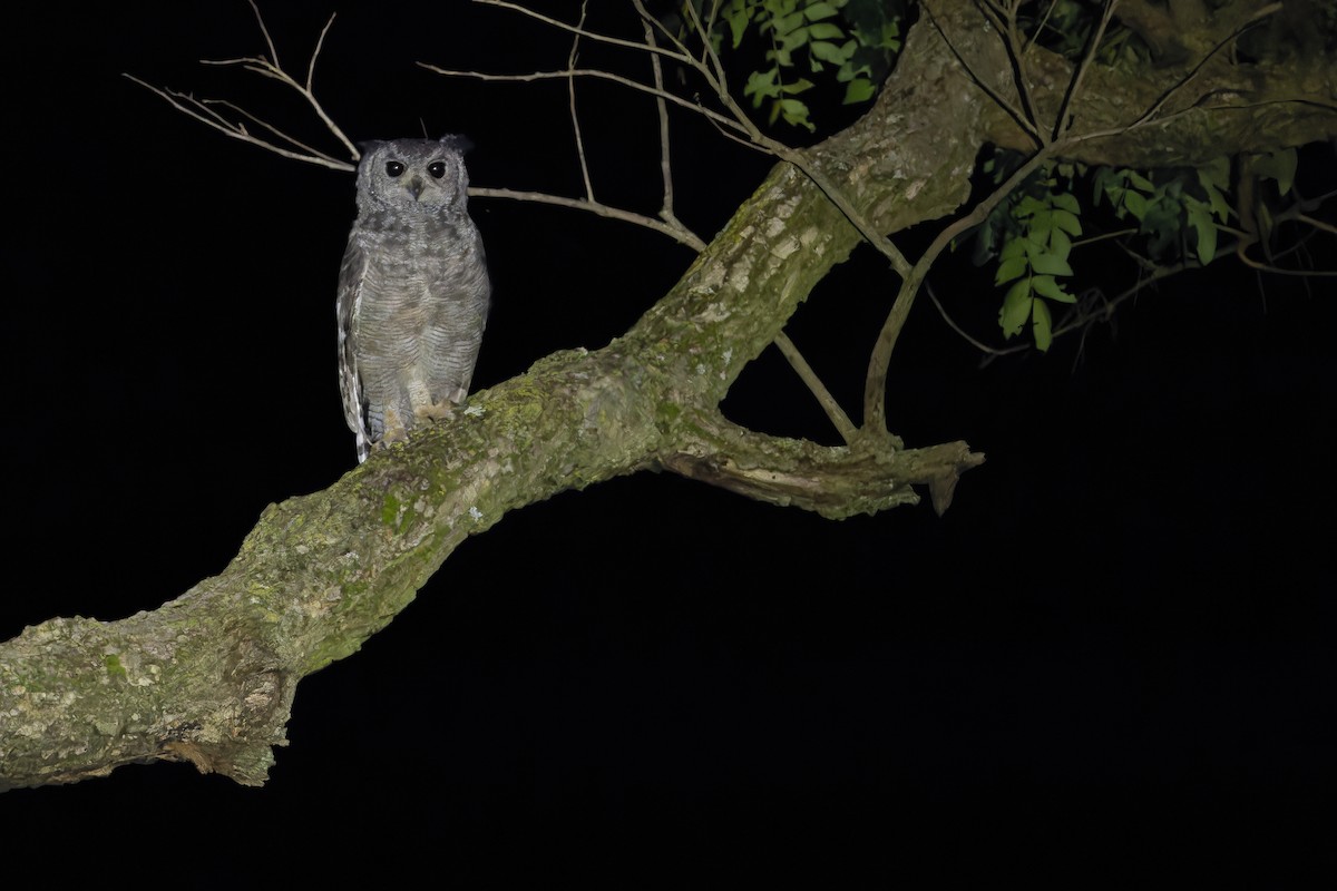 Grayish Eagle-Owl - ML642368629