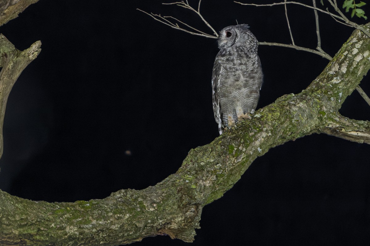 Grayish Eagle-Owl - ML642368632