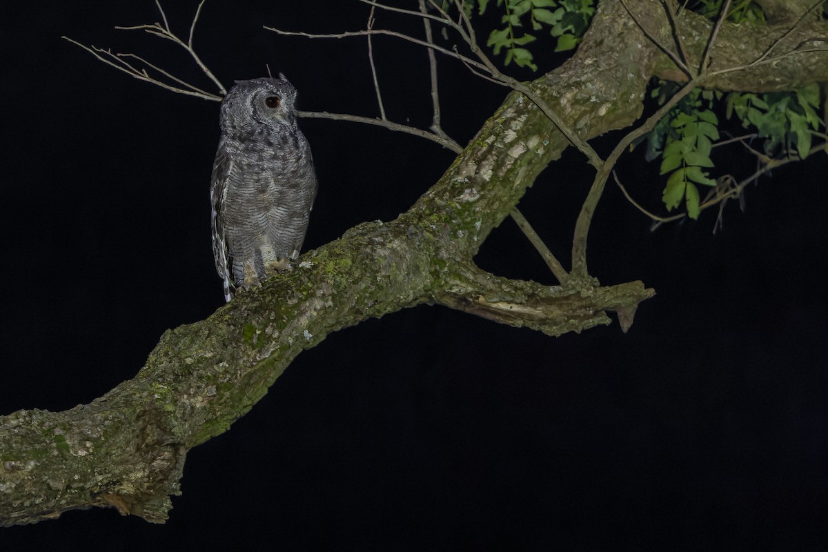 Grayish Eagle-Owl - ML642368633