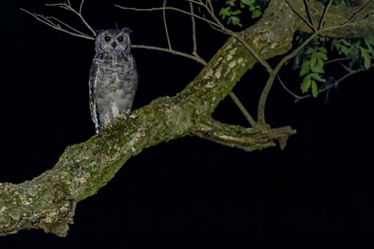 Grayish Eagle-Owl - ML642368634