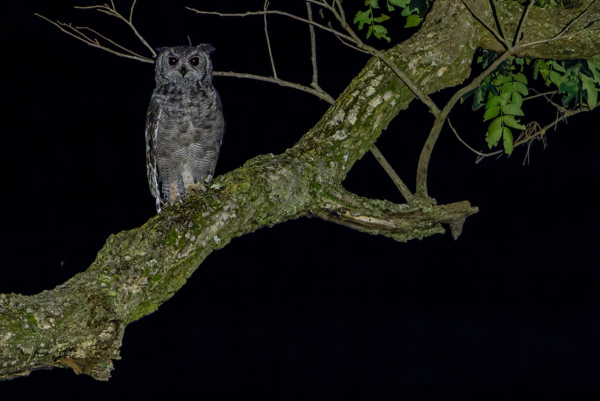 Grayish Eagle-Owl - ML642368635