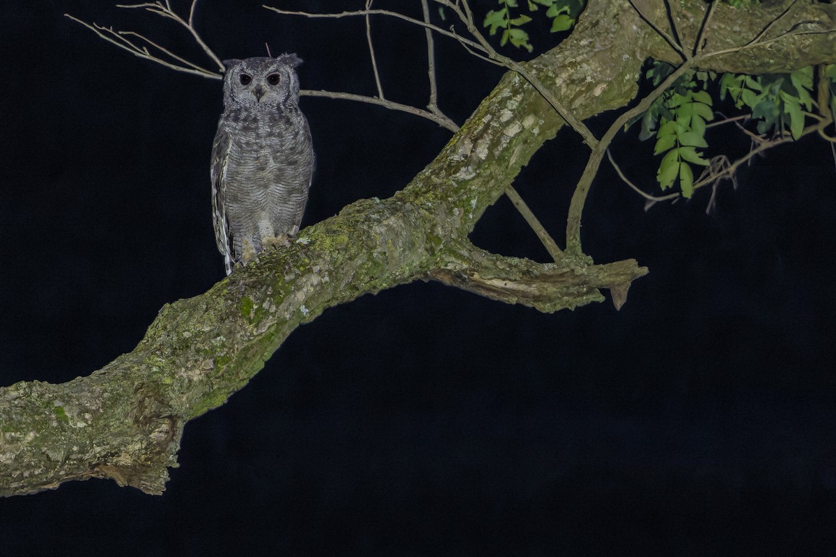 Grayish Eagle-Owl - ML642368636