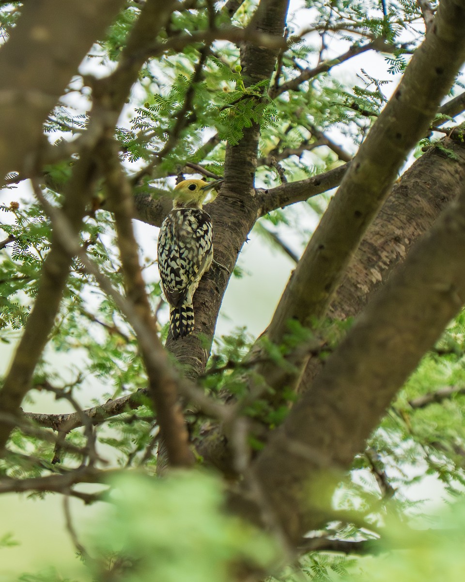 Yellow-crowned Woodpecker - ML642368648