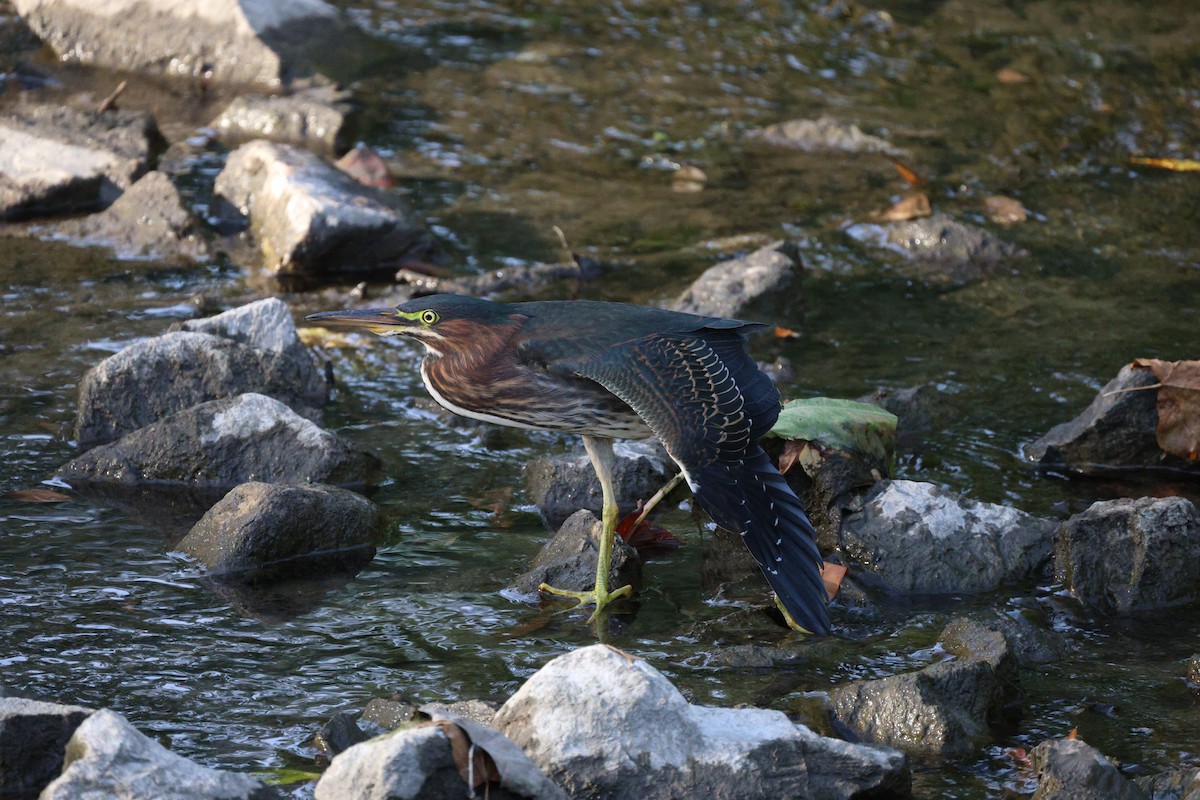 Green Heron - ML642368669