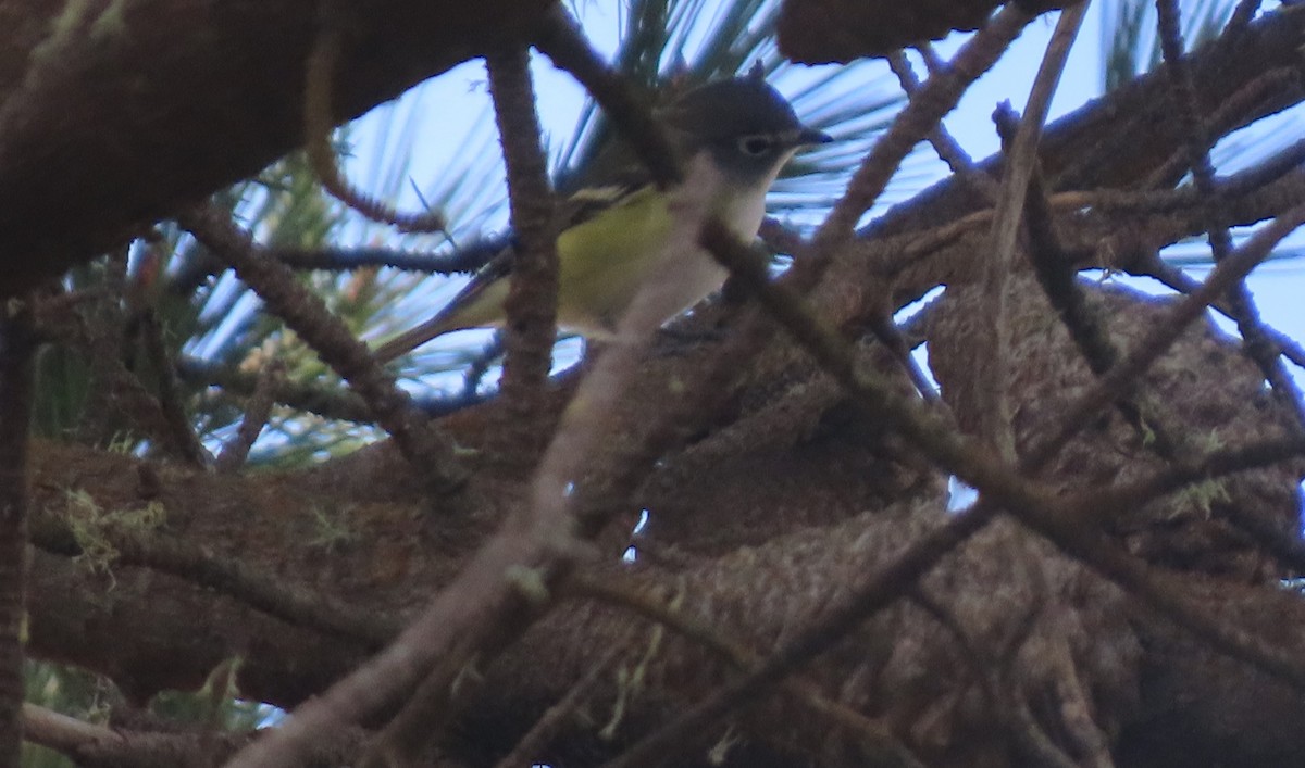 Blue-headed Vireo - ML642368675
