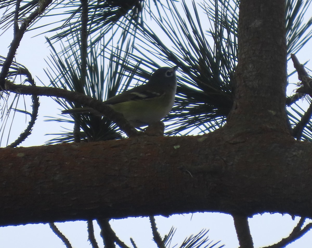 Blue-headed Vireo - ML642368676