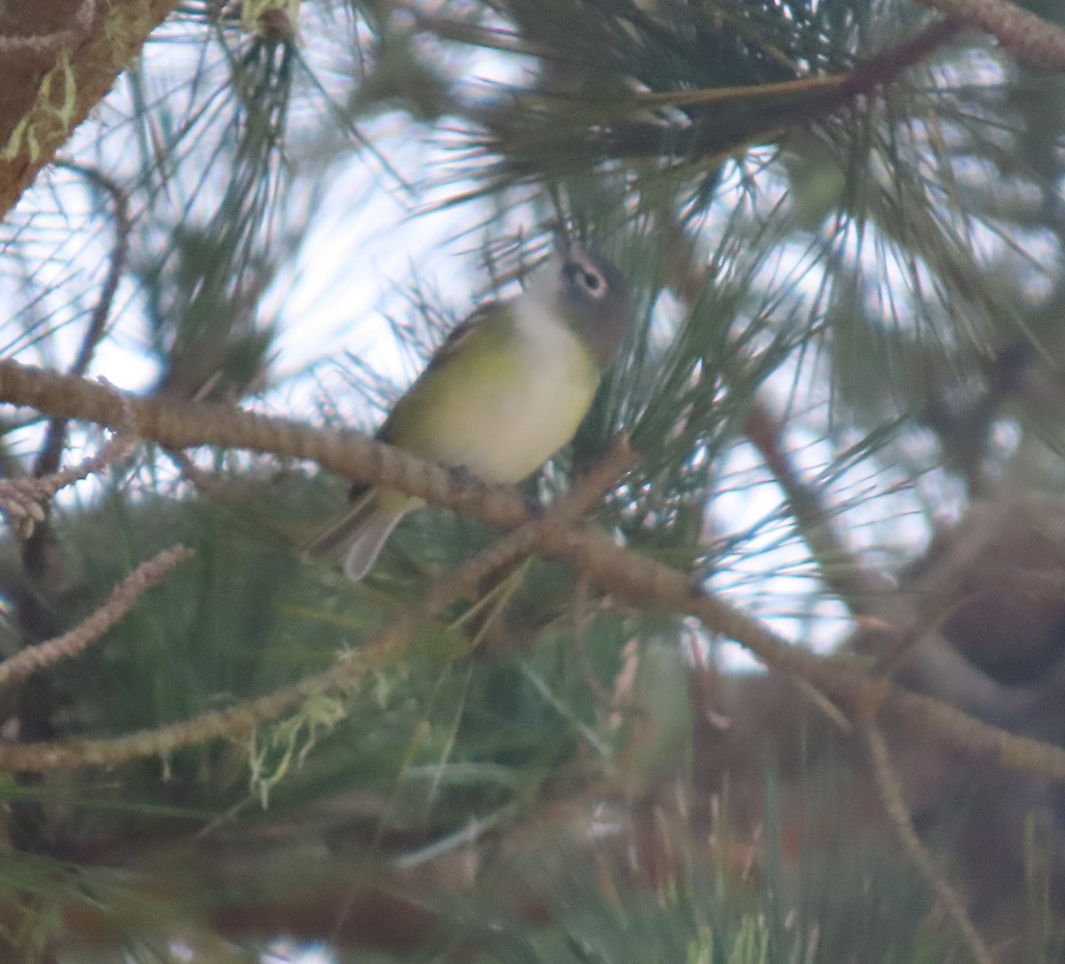 Blue-headed Vireo - ML642368677