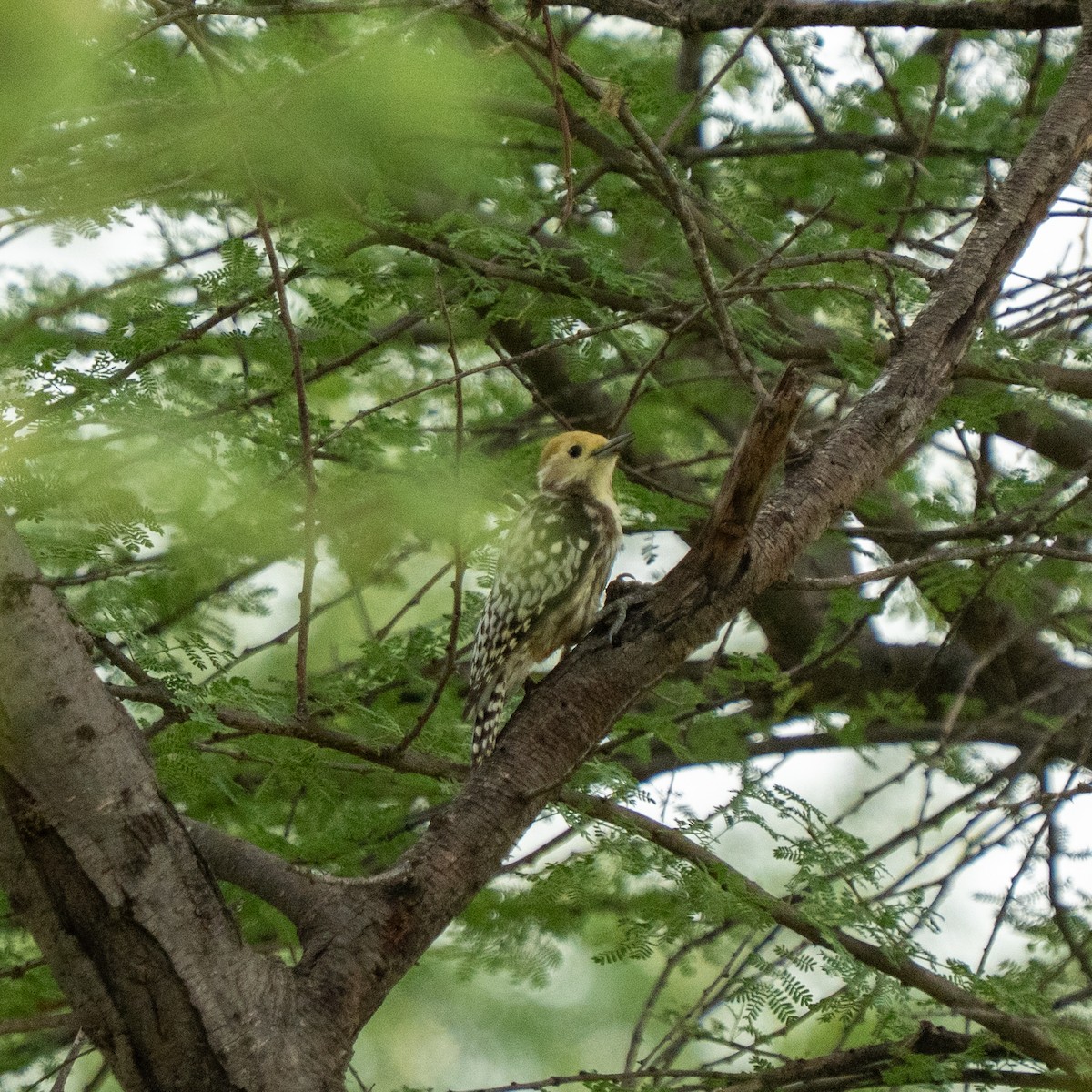 Yellow-crowned Woodpecker - ML642368679