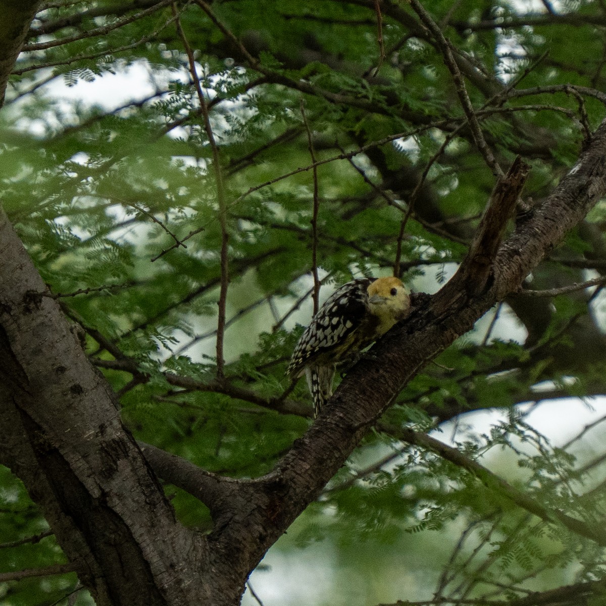Yellow-crowned Woodpecker - ML642368681