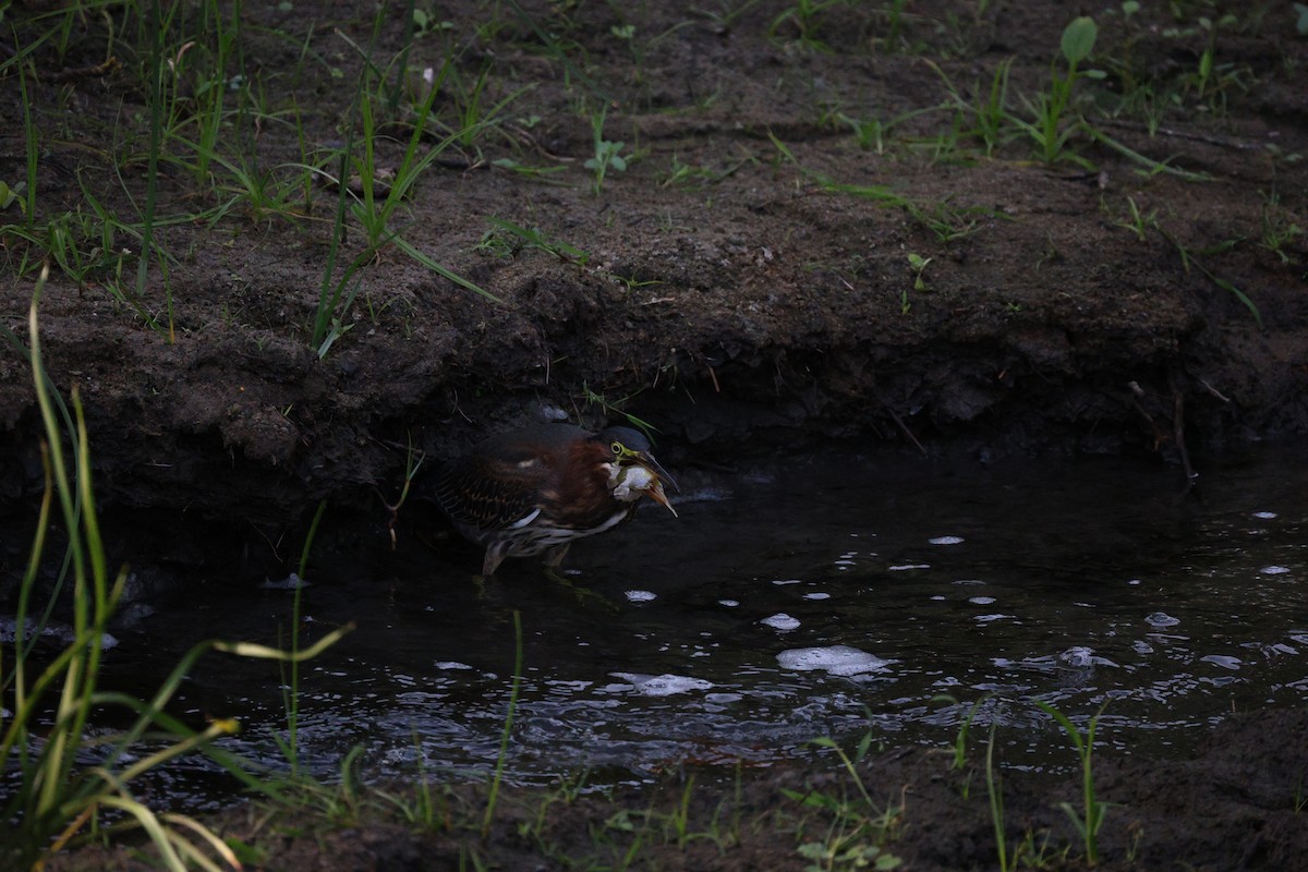 Green Heron - ML642368694