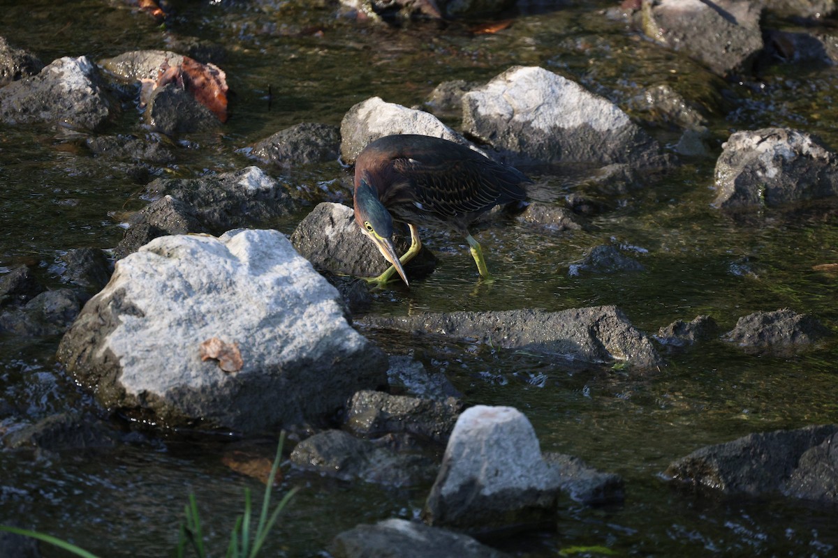 Green Heron - ML642368695