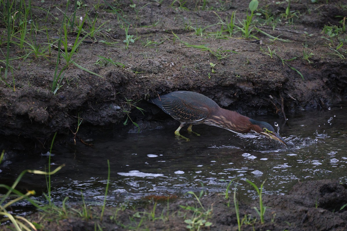 Green Heron - ML642368696