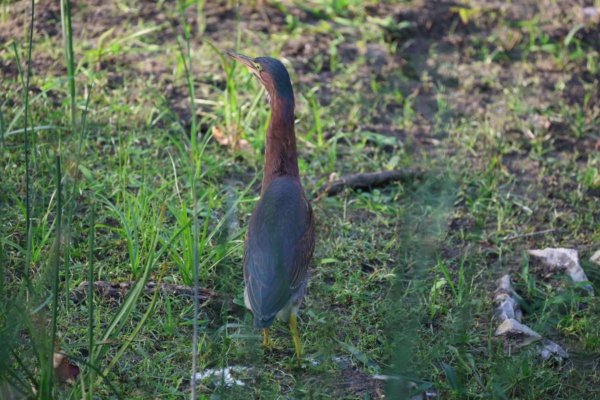 Green Heron - ML642368697