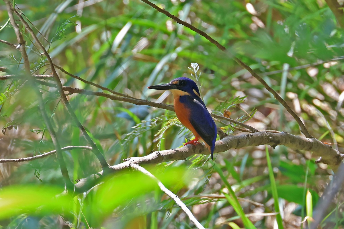 Martin-pêcheur à dos bleu - ML642368698