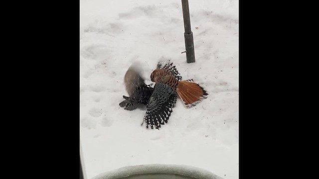 American Kestrel - ML642368723