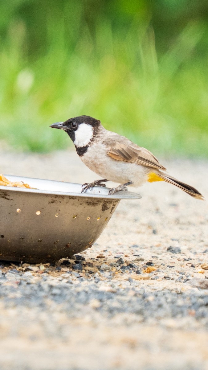 White-eared Bulbul - ML642368739