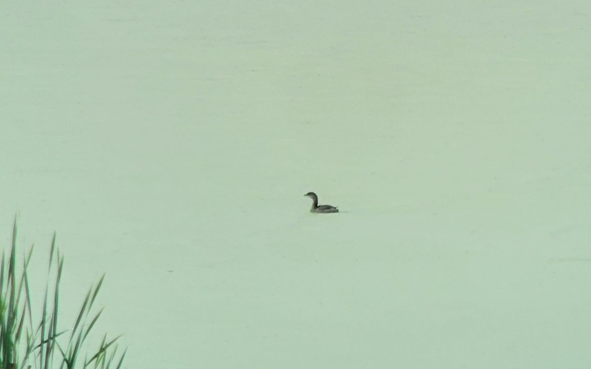 Pied-billed Grebe - ML642368765