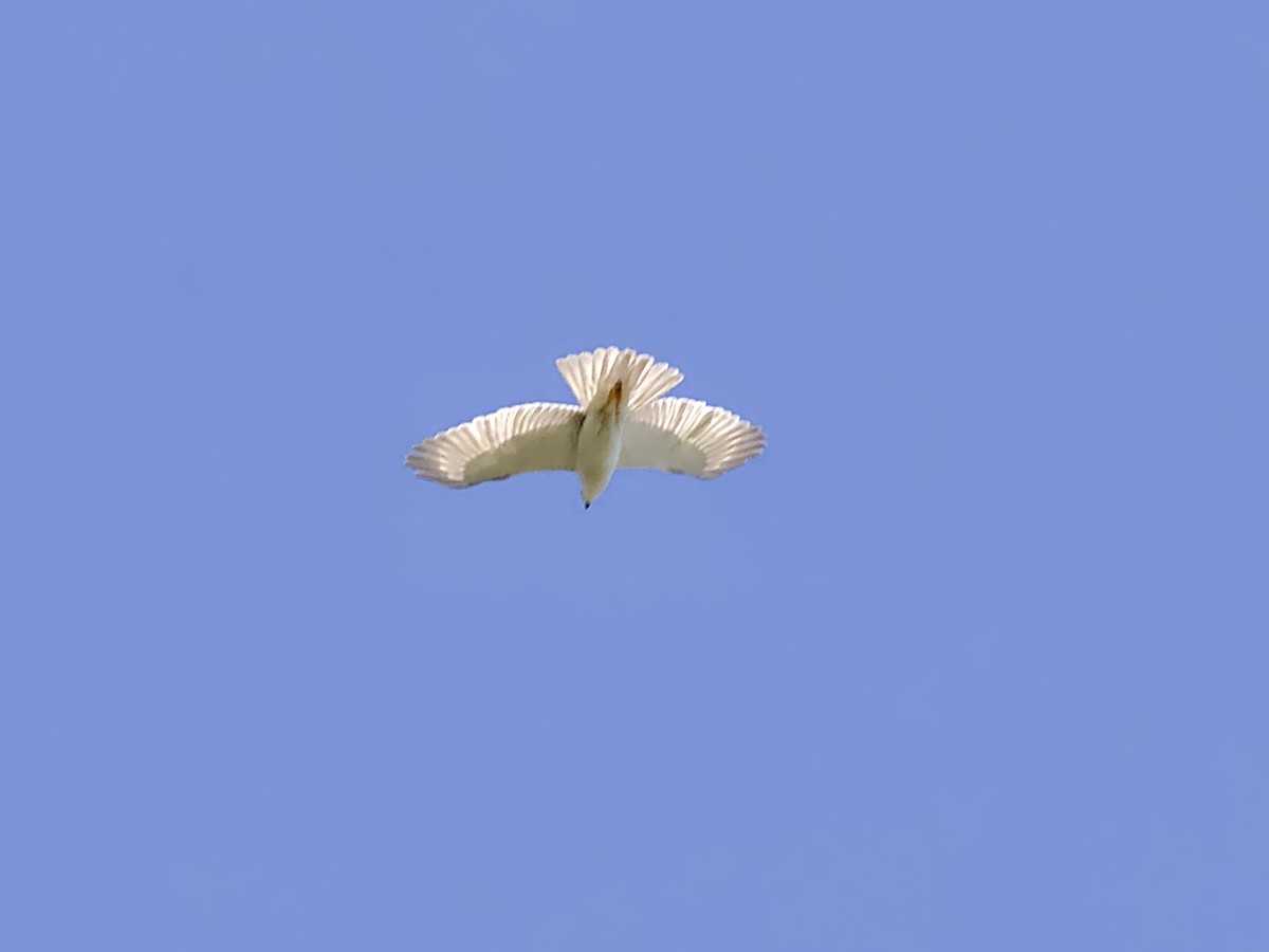 Gray Goshawk - ML642368787