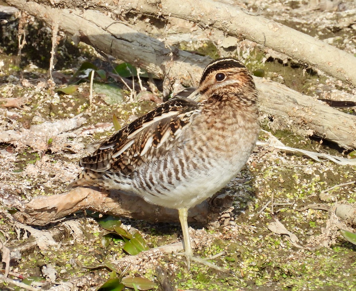 Wilson's Snipe - ML642368802