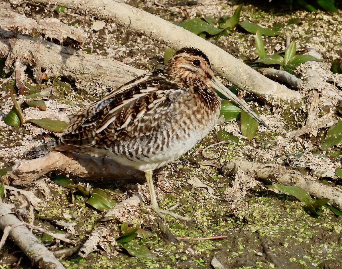 Wilson's Snipe - ML642368803
