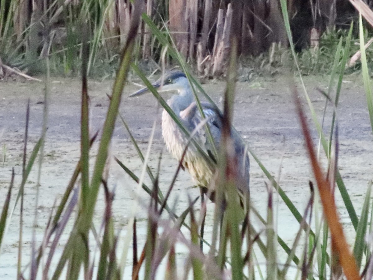 Great Blue Heron - ML642368805