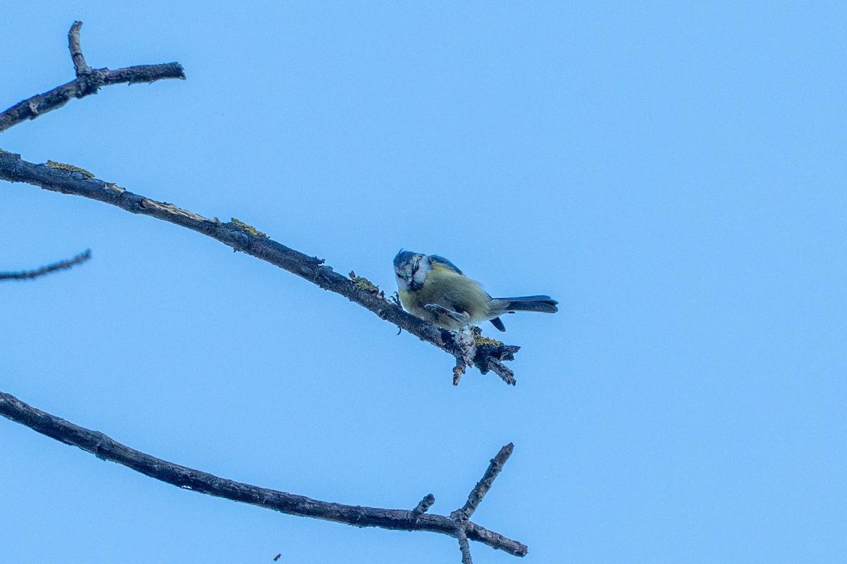 Cinciarella - ML642368813