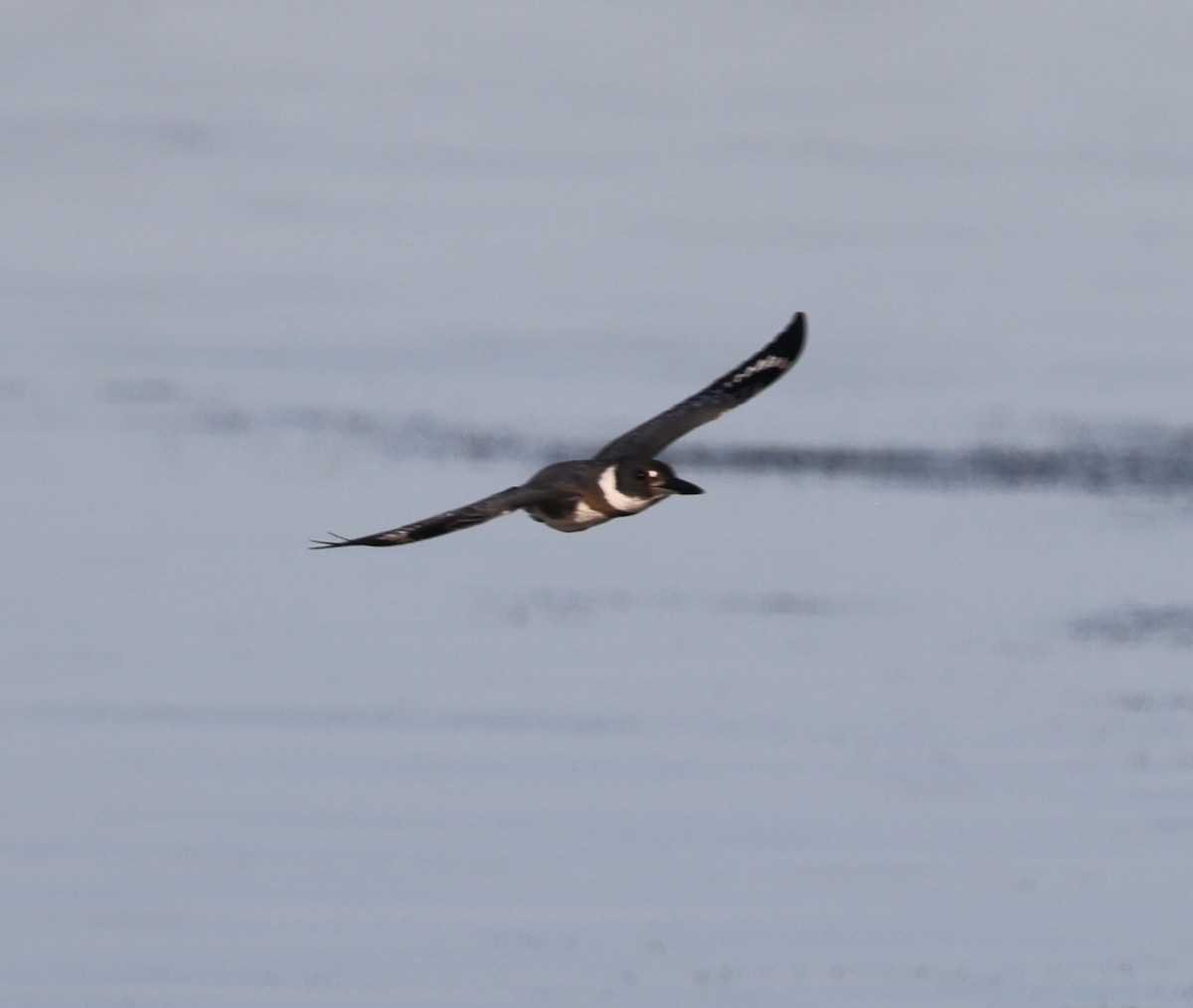 Belted Kingfisher - ML642368814