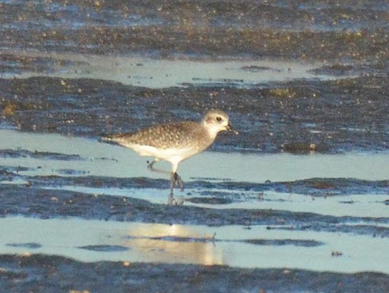 Black-bellied Plover - ML642368815