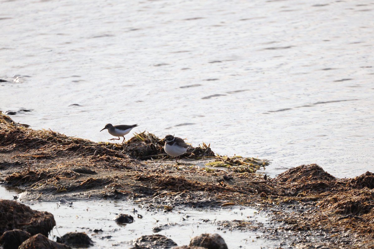 Semipalmated Plover - ML642368816