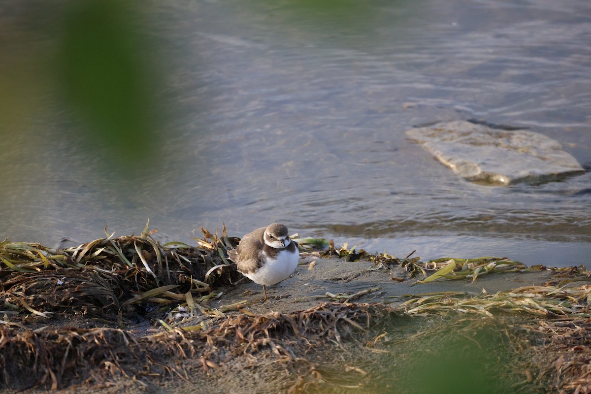 Semipalmated Plover - ML642368817