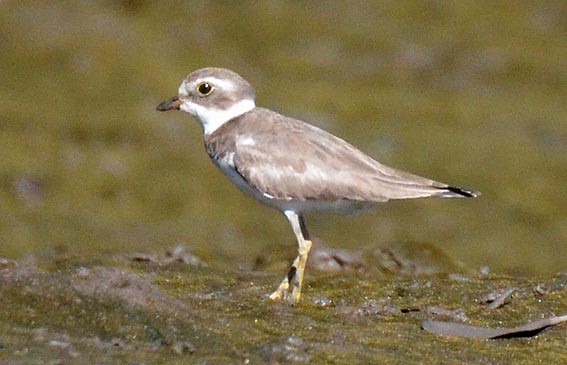 Semipalmated Plover - ML642368818