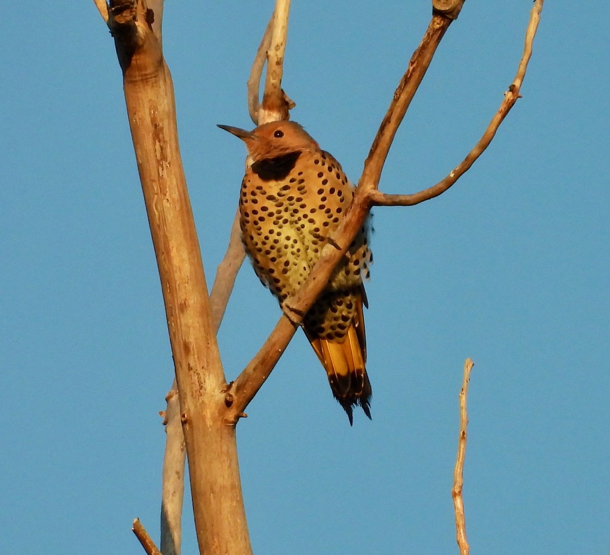 Northern Flicker - ML642368819