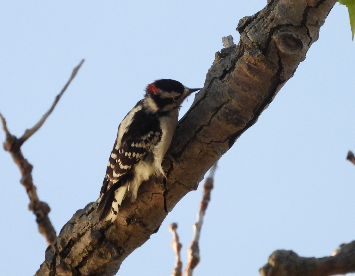 Downy Woodpecker - ML642368820