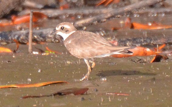 Wilson's Plover - ML642368821