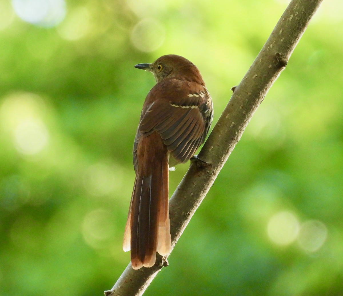Brown Thrasher - ML642368822