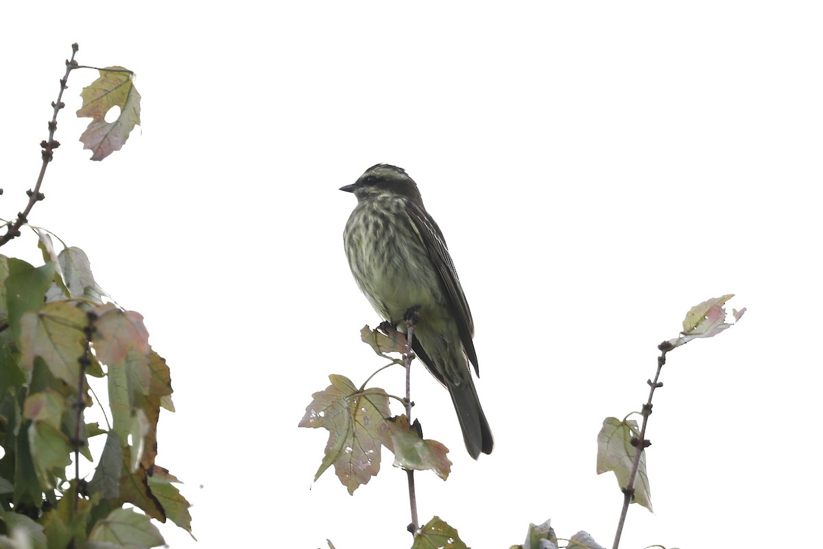 Variegated Flycatcher - ML642368823