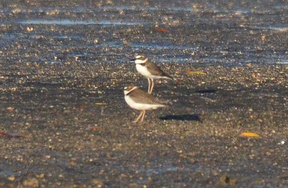 Collared Plover - ML642368824