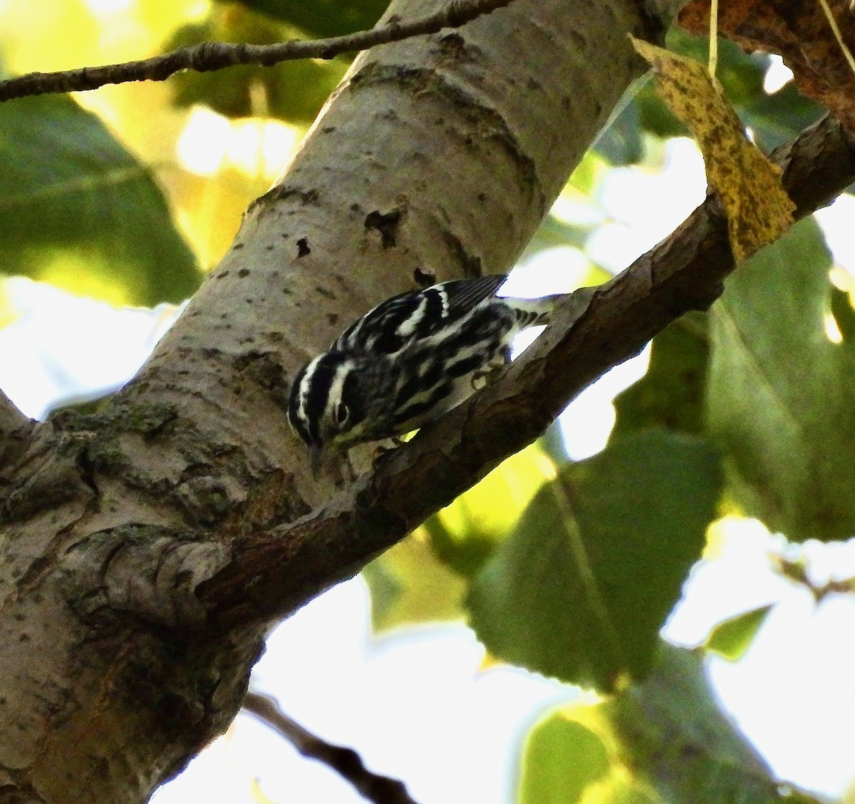 Black-and-white Warbler - ML642368825