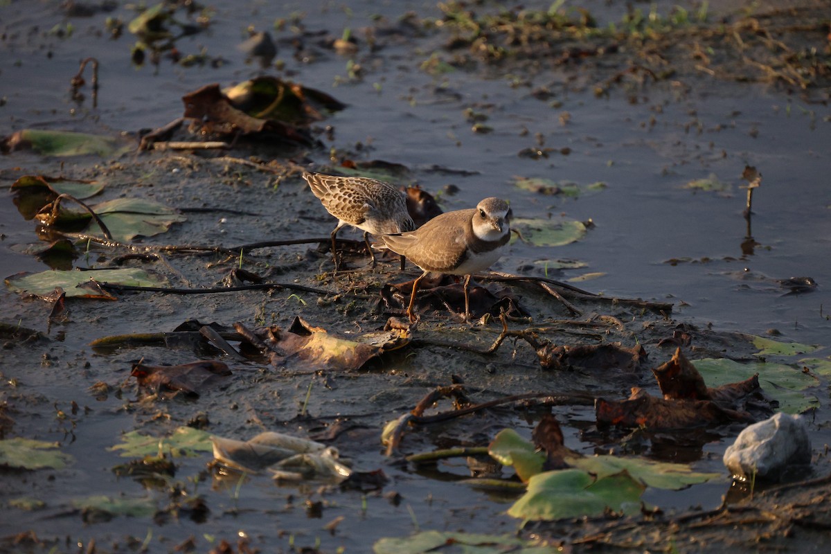 Semipalmated Plover - ML642368827