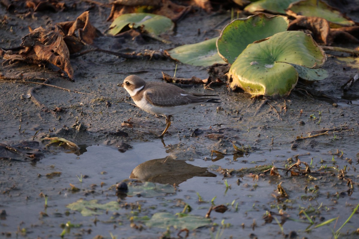 Semipalmated Plover - ML642368828